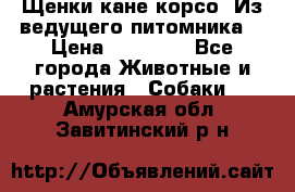 Щенки кане корсо! Из ведущего питомника! › Цена ­ 60 000 - Все города Животные и растения » Собаки   . Амурская обл.,Завитинский р-н